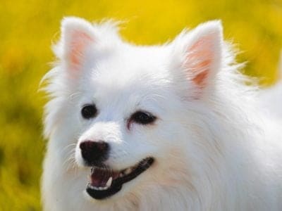 A American Eskimo Dog