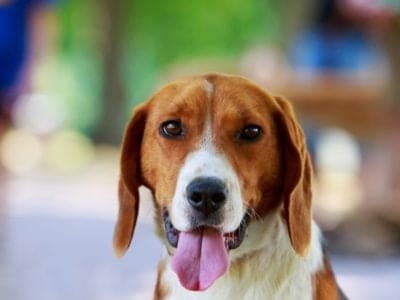 A American Foxhound