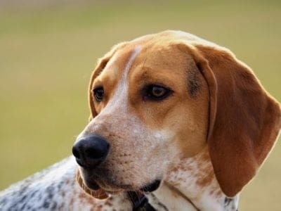 A American Coonhound