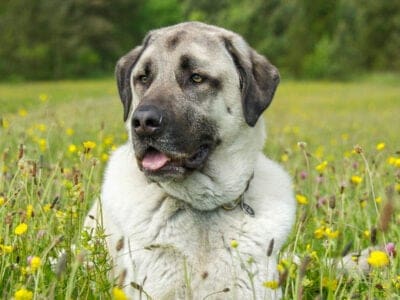 A Anatolian Shepherd Dog