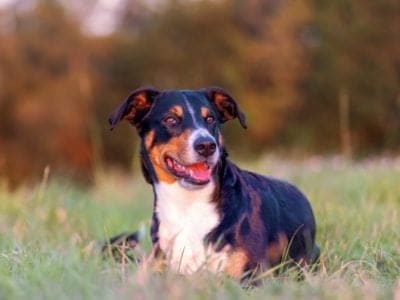 A Appenzeller Dog