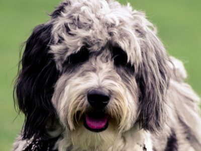 A Aussiedoodle