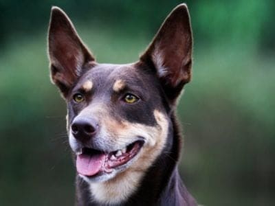 A Australian Kelpie Dog