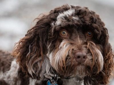 A Australian Labradoodle