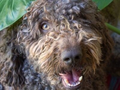 A Barbet