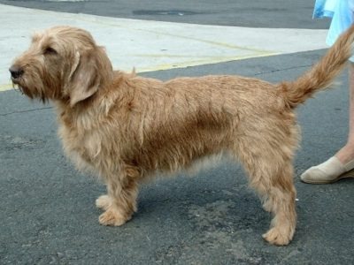 A Basset Fauve de Bretagne