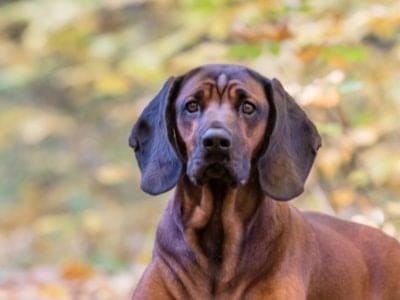 A Bavarian Mountain Hound