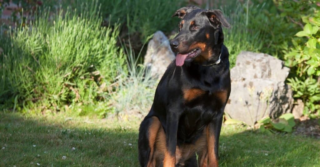 Beauceron resting in the grass