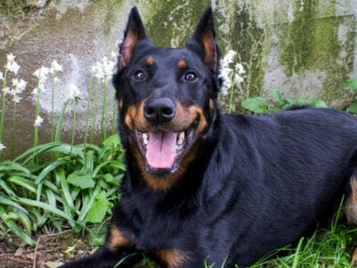 A Beauceron