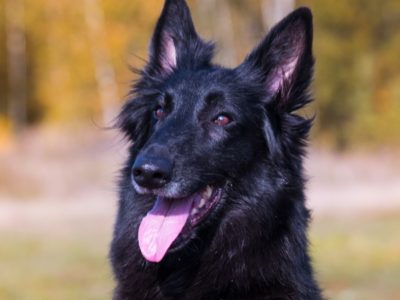 A Belgian Shepherd