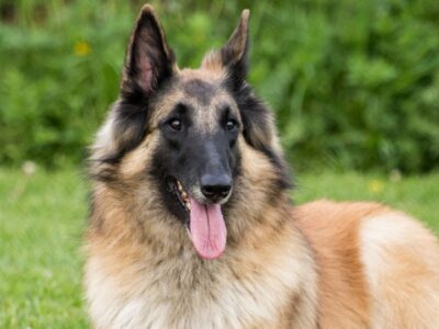 A Belgian Tervuren