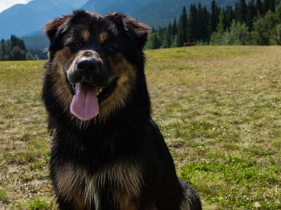 A Bernese Shepherd