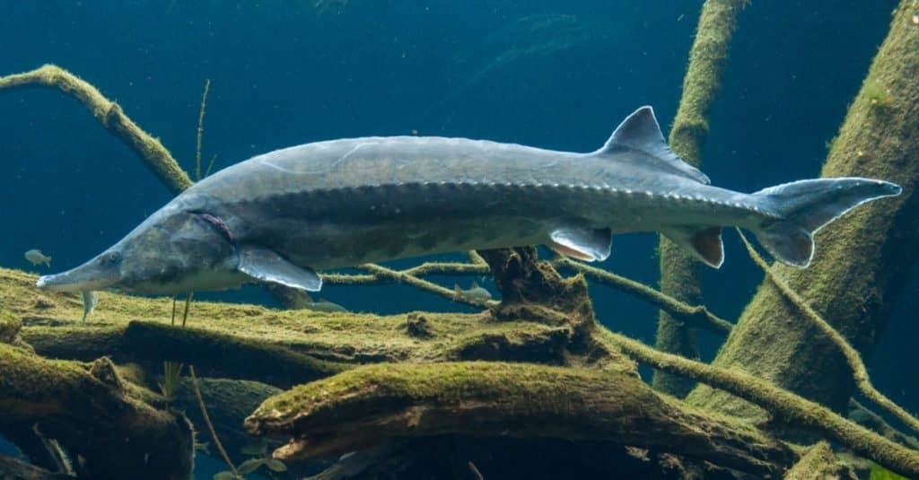 Biggest Fish: Beluga Sturgeon