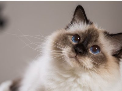 A Birman