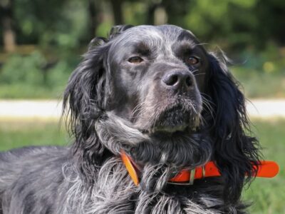 A Blue Picardy Spaniel