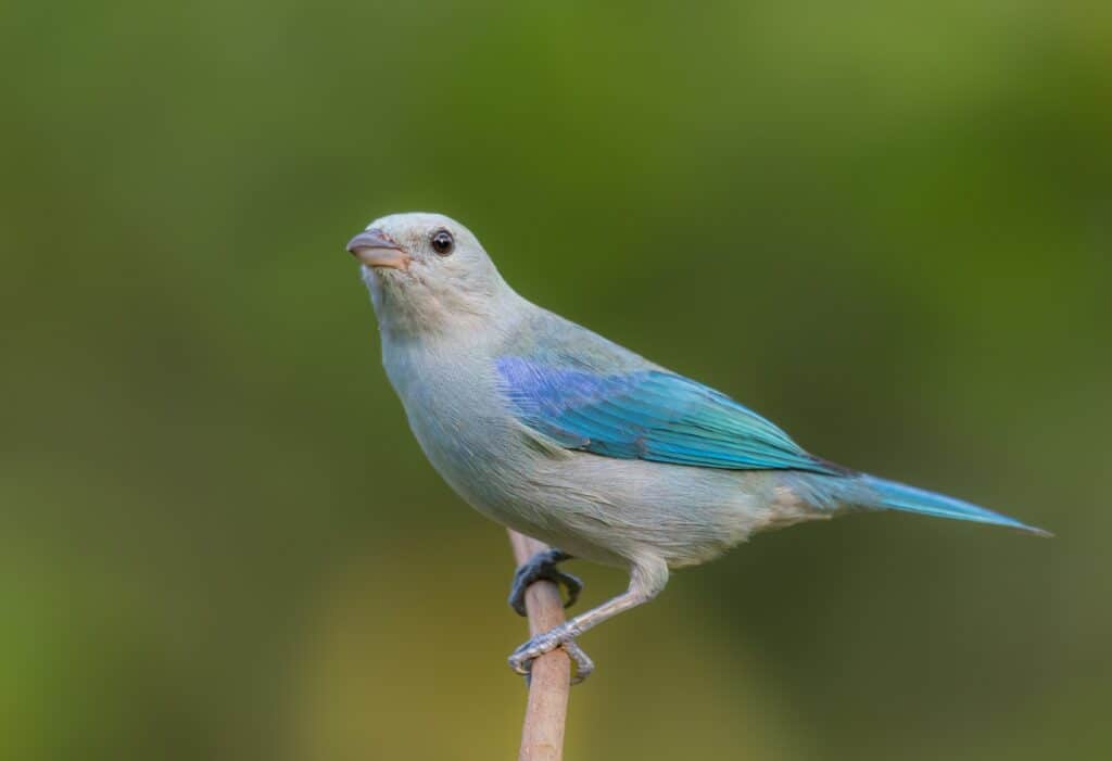 Blue Tanager