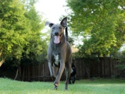 A Blue Lacy Dog