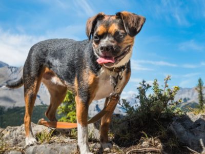 A Boglen Terrier