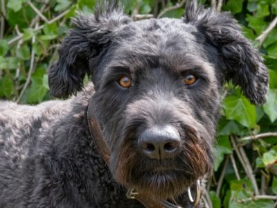 A Bouvier Des Flandres