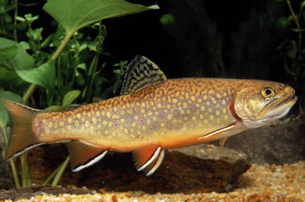 Brook Trout