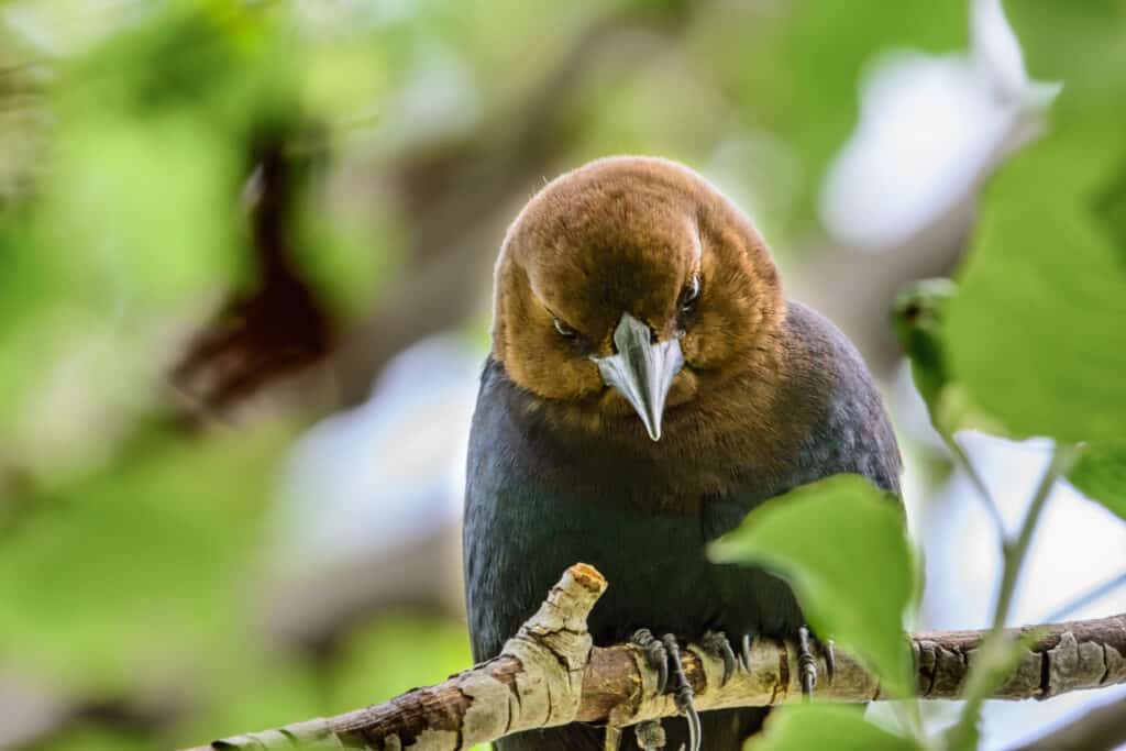 Brown-headed cowbird