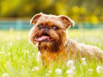 A Brussels Griffon