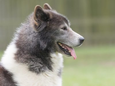 A Canadian Eskimo Dog