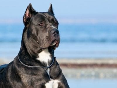 A Cane Corso