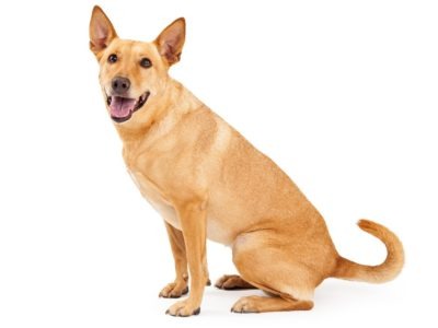 A Carolina Dog