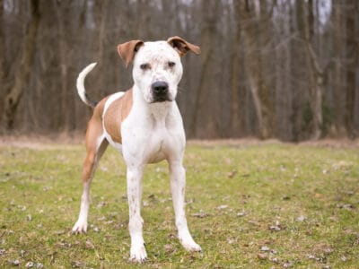 A Catahoula Bulldog