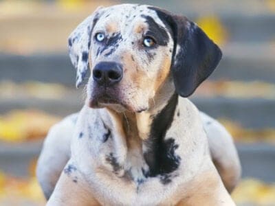 A Catahoula Leopard