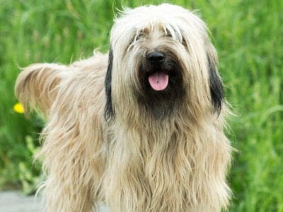 A Catalan Sheepdog