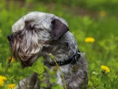 A Cesky Terrier