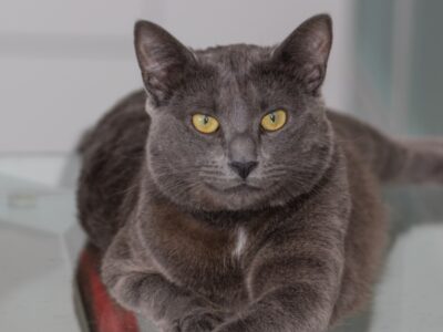 A Chartreux