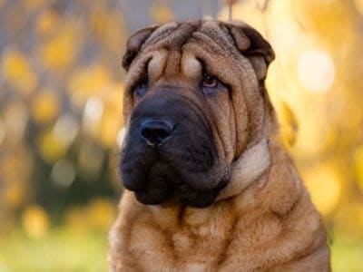 A Chinese Shar-Pei