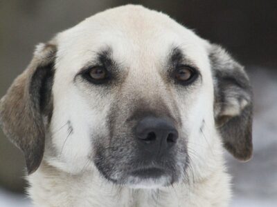 A Kangal