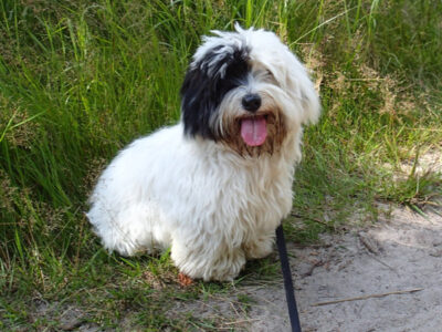 A Coton de Tulear