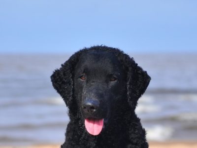 A Curly Coated Retriever