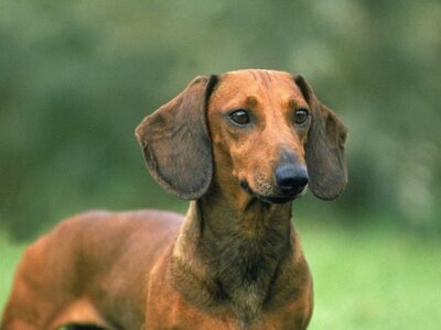 A Dachshund