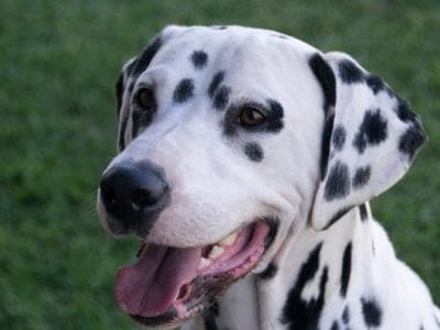 A Dalmatian