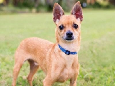 A Deer Head Chihuahua