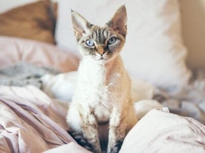 A Devon Rex