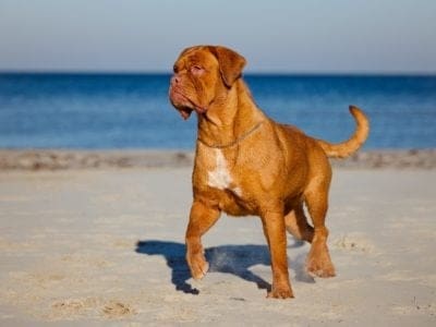 A Dogue De Bordeaux