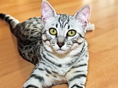 A Egyptian Mau