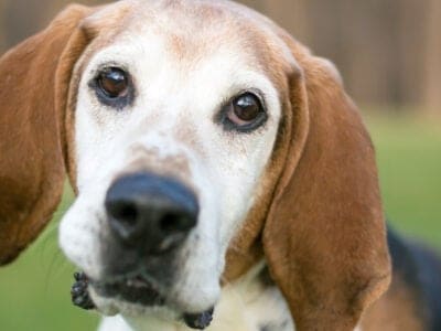 A English Foxhound