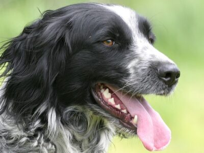 A English Setter