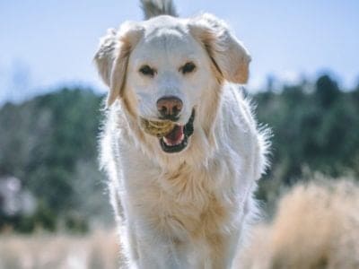 A English Cream Golden Retriever