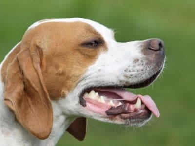 A English Pointer