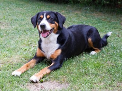 A Entlebucher Mountain Dog