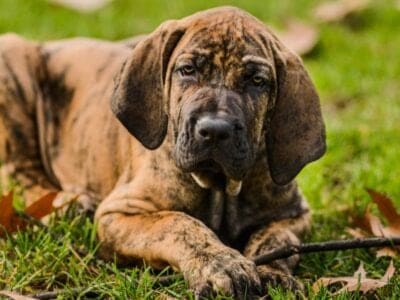 A Fila Brasileiro